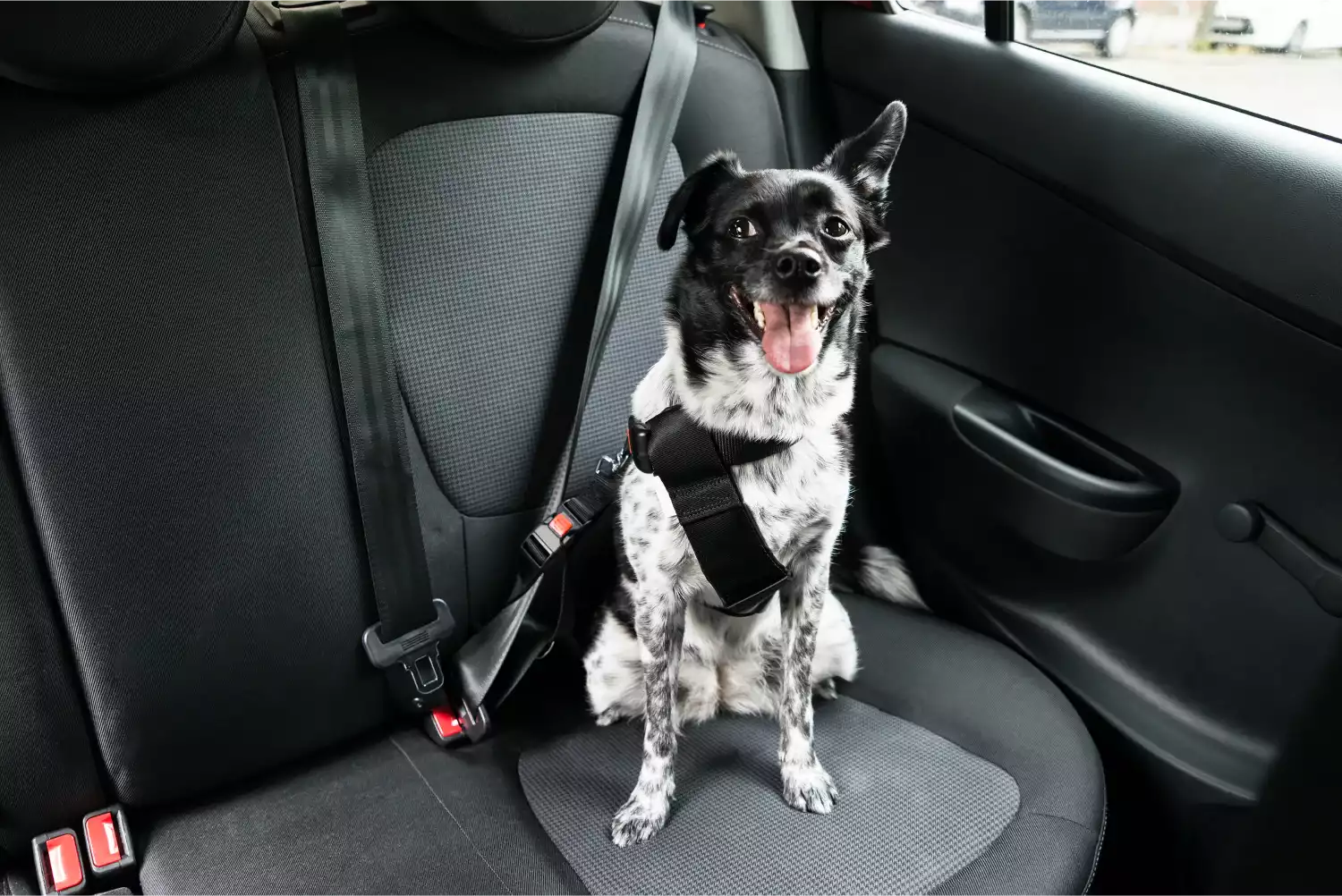 Nissan Rogue Dog Safety Belt for Irish Wolfhounds